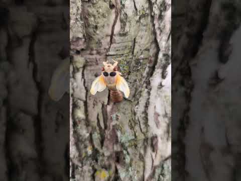 Brood X Cicada nymph molts #cicadas #broodxcicada #timelapse