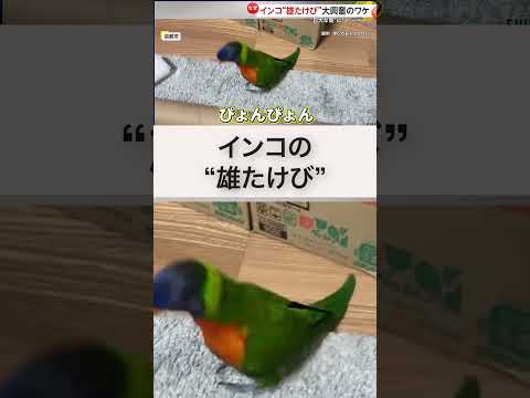 「ア～～」筒を見たインコが雄叫びして大興奮　京都 #shorts