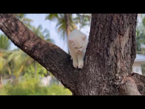 cute cat video 😻😻 subscribe