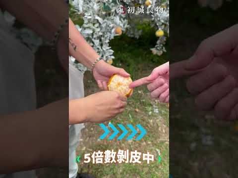 一層一層剝開你的心 #關於雲林茂谷柑的事 part 5