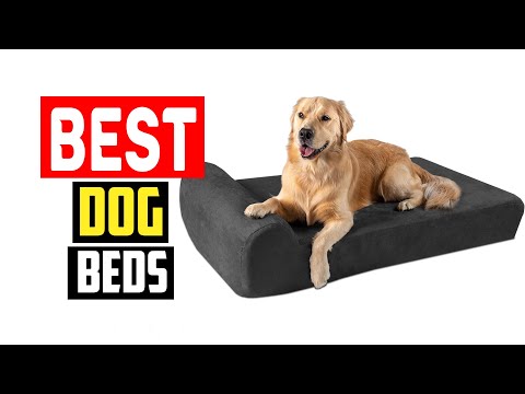 ✅Top 5 Best Dog Beds in 2024