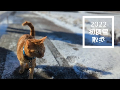 猫が初積雪を散歩-一年ぶりの雪に興奮？　no100