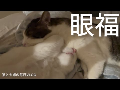 猫と夫婦の毎日VLOG#474 仲良く毛繕い大会