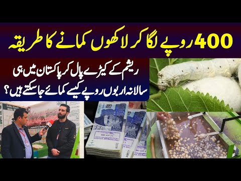 Silkworm Farming Successful in Pakistan | Resham Kaise Banta Hai | Silk Manufacturing Business