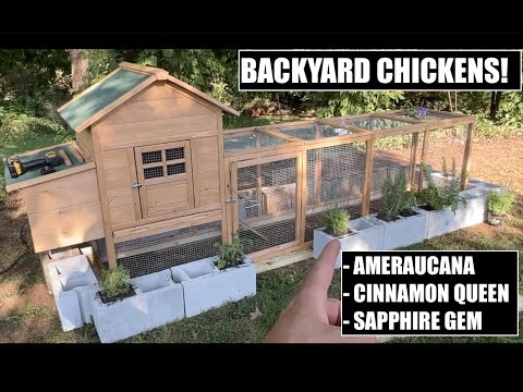 WE GOT CHICKENS!! READY FOR EGGS FROM THE BACKYARD FUNNY FARM!!