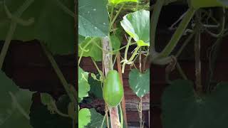 Amazing Organic vegetable garden #shorts #london #uk #desi #fresh #youtubeshorts #trending #viral