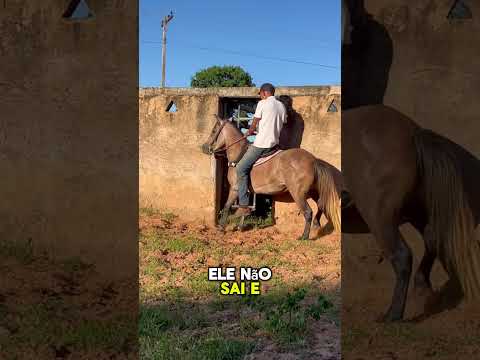 Coloquei nossa pônei na vaquejada