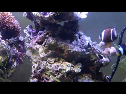 澳洲藍帶小丑亞成魚 Barrier reef anemonefish subadult 6K