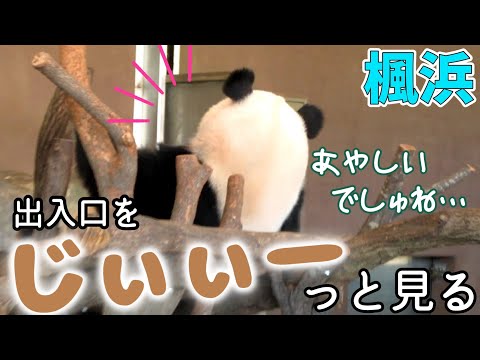 急に開いた扉をあやしむ！？楓浜🍁　飼育員さんに呼ばれてるけどタケノコ2本ペロリでぐーすかぴー結浜🎀