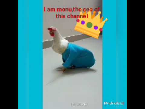 This channel is named after my pet monu(the hen)#youtubeshorts #ytviral #happy  🐔🐓