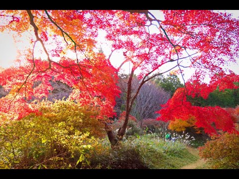 鳥見山公園の紅葉スライドショー 2024.12.05