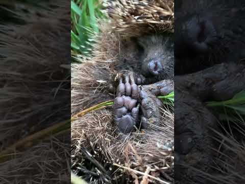 How a hedgehog sleeps in a ball of needles