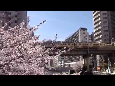 満開の桜　都内有数の花見の名所　東急池上線発車　五反田・大崎・目黒川から