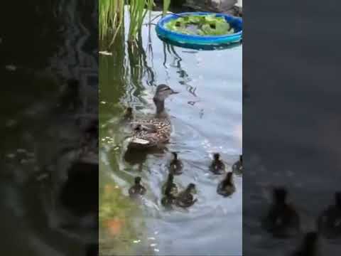 One day old mallard ducklings swimming in our koi pond #shorts