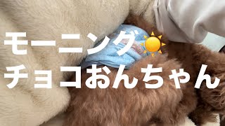 モーニングチョコおんちゃん☀️🐶】鬼のパンツの歌で起こしてみた🍫#トイプードル　#toypoodle  #犬　#おにのパンツ