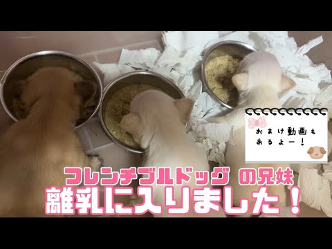 【離乳に入りました!🐶✨】フレブルちゃんたちの離乳の様子や、お預かりしたブルちゃんのグルーミングの様子お見せします！👻💕