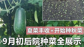 九月初后院种菜全展示, 夏菜丰收, 开始种秋菜 Garden tour in September 2021