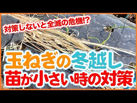 家庭菜園や農園で玉ねぎ栽培の冬越し！対策しないと全滅の危機！？苗が小さい時の対策を徹底解説！【農園ライフ】