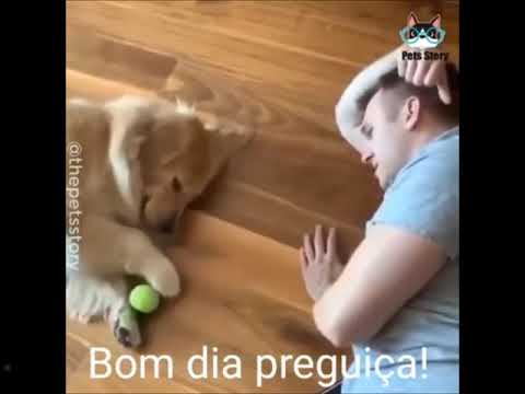 "Bichos -preguiça" caninos e felinos !