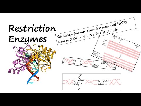 Restriction Enzymes That Cleave DNA into Fragments #genetics #biotechnology