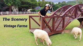 The Scenery Vintage Farm/Loft Berry Resort ขับรถเที่ยวep3