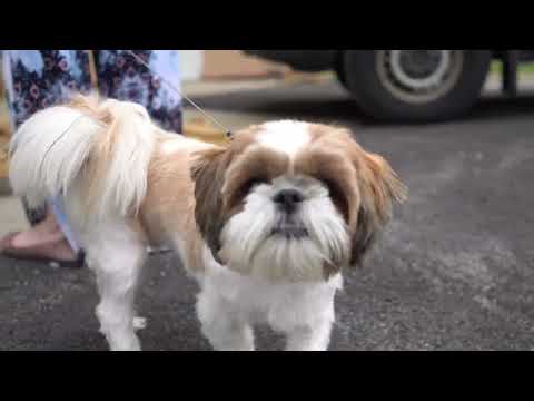 Blackstar St.James Vs. Shih Tzu