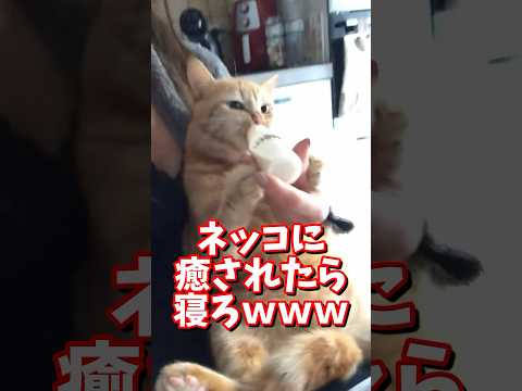 ネッコの動画で癒されたら寝ろｗｗｗ　#2ch #2chまとめ 動物スレ #2ch面白いスレ #動物 #犬 #猫 #癒やし #ねこ動画#ねこ