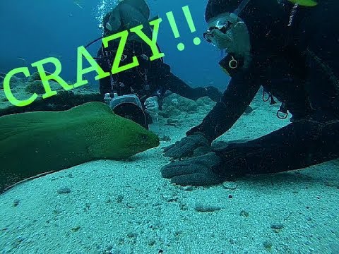 Playing/Feeding a GIANT Moray Eel