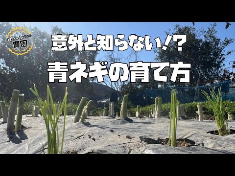 畑の空いたところにはコレを植える！！簡単【青ねぎ】無限栽培？！【農家の家庭菜園】【ねぎの育て方】【ねぎ】