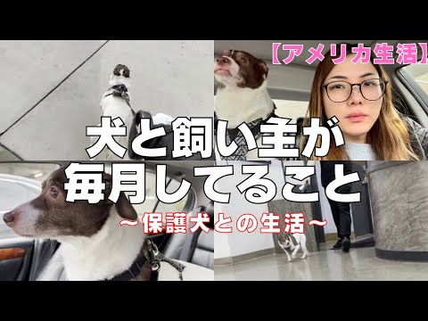 【アメリカ生活🇺🇸】犬と飼い主が毎月してること😇🐾｜保護犬との生活｜vlog