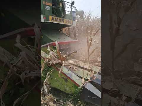 #cornharvesting #cornseed #agriculture #farming #harvest #harvesting #farmer #panjab #karnataka #1k