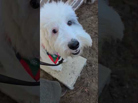 Bonding through small obstacles training 🐶 Hank and Scotti Doodles