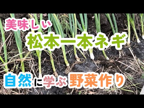 【美味しい松本一本ネギ】自然に学ぶ野菜作り。