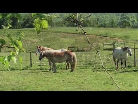 German Shepherd's Adventure! Breakfast and more horses clips! Hiking Video Series