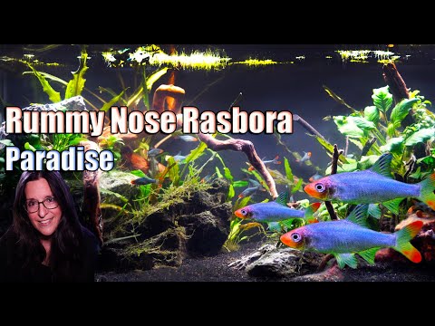 Rummy Nose Rasbora Paradise Aquascape | Scaping 1ST of 6 New Tanks For My BUCKET LIST Fish!!