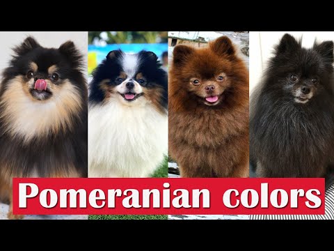 13 Different Types Of Pomeranian cat colors and patterns