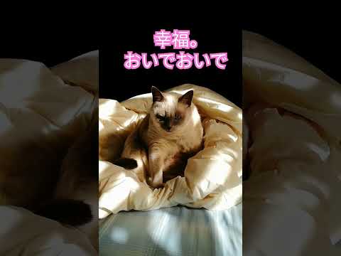 【幸福を招くお猫様】招福テトちゃん　#shorts #招福 #まねきねこ 　#幸運　#金運