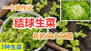 种好【结球生菜】这步一定要有, 红叶生菜/绿叶生菜比较, 散叶生菜/结球生菜比较 Growing iceberg lettuce from seeds