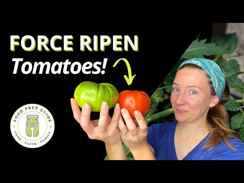 Ripening Tomatoes | This Trick SAVED My Crop! 🍅🍅🍅