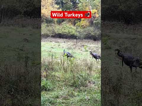 Stalking Wild Turkeys in Southeast Michigan #michigan #wildlife #turkeyshorts