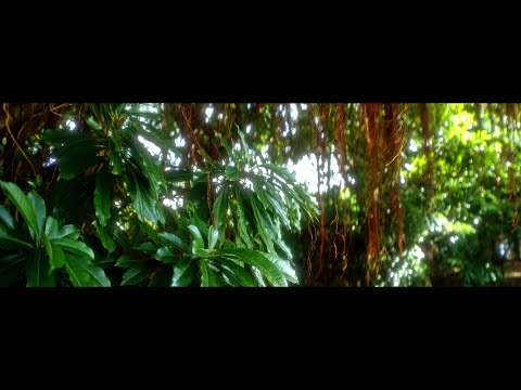 Banyan Spirit #20241128  / SONY FX3 / SIRUI Saturn Anamorphic lens 50mm T2.9