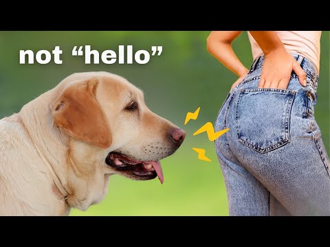 The Real Reason Dogs Sniff Butts Is Weird