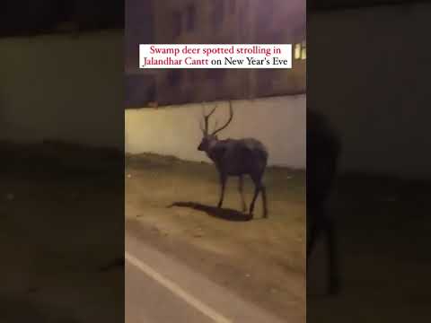 Rare Swamp Deer Spotted in Jalandhar Cantt on New Year’s Eve #Barasingha #Wildlife  #Jalandhar