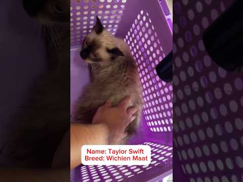 My Cat | Taylor Swift | Wichien Maat #catlover  #cat  #catbreed #travel  #thailand #youtubeshorts