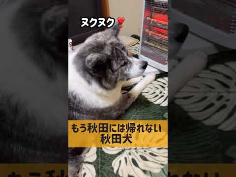 秋田には帰れない？　#秋田犬