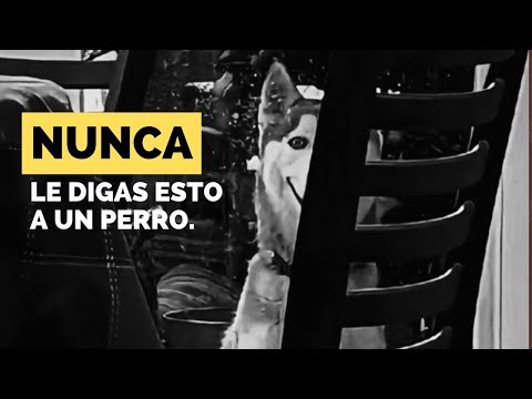 Nunca le preguntes esto a un perro.