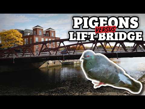 Fairport Lift Bridge: A Unique Pigeon Problem | Around Town