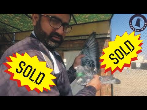 Racer Pigeon Pair For Sale | Pigeon Cote | Waleed Alam