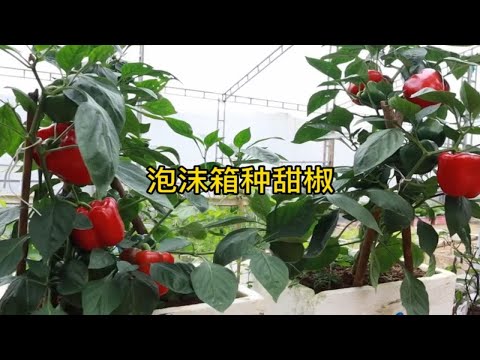 用泡沫箱就能种甜椒，方法简单，一学就会，赶快看看吧