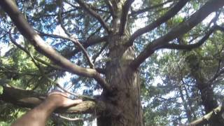 Unseen Angles Freestyle Tree Climbing (Leiston, Summerhill)